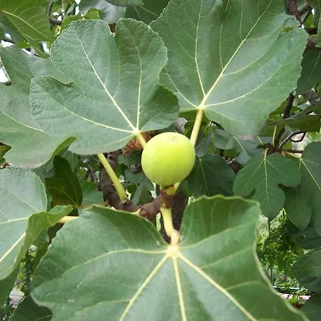 Arcobaleno Nocleg ze śniadaniem Cefalù
