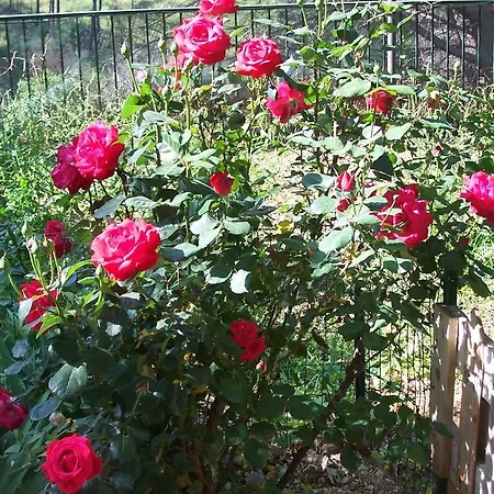 Arcobaleno Nocleg ze śniadaniem 3*