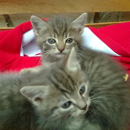 Nocleg ze śniadaniem Arcobaleno