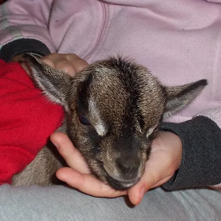 Arcobaleno Nocleg ze śniadaniem Cefalù