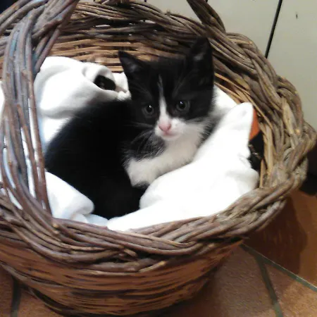 Nocleg ze śniadaniem Arcobaleno 3*