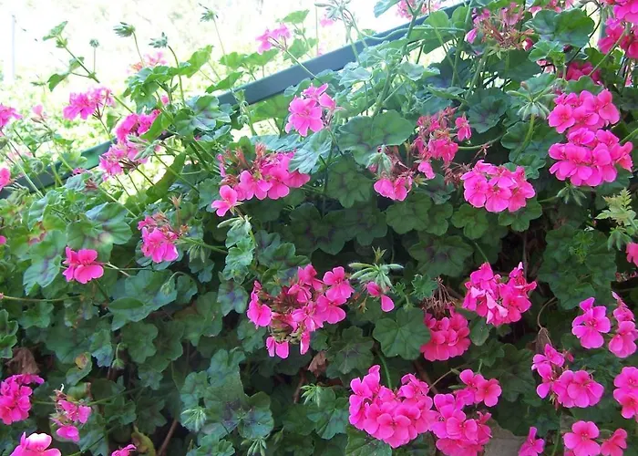 Готель типу 