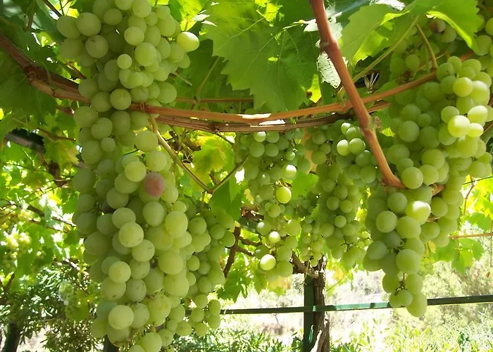 Готель типу 