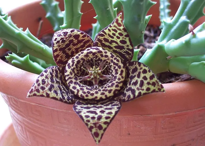 Arcobaleno Чефалу