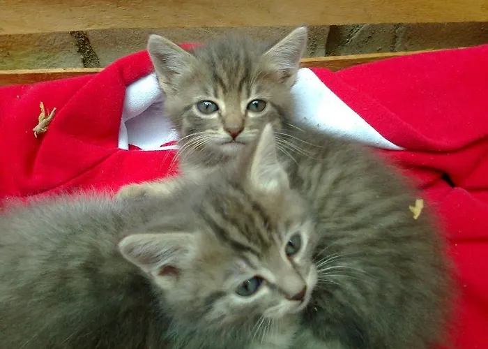 Готель типу 