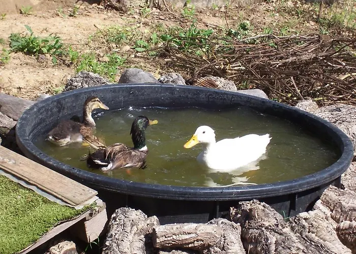 Готель типу 