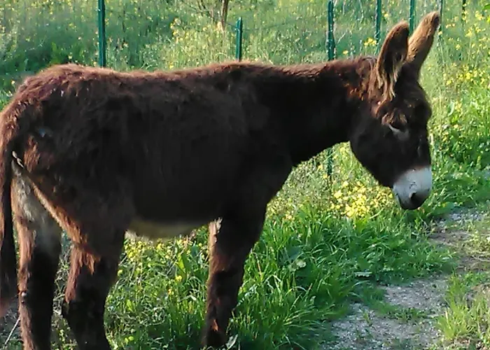 Arcobaleno Готель типу 