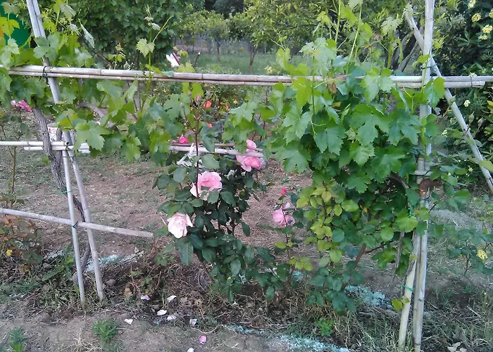 Arcobaleno Готель типу 