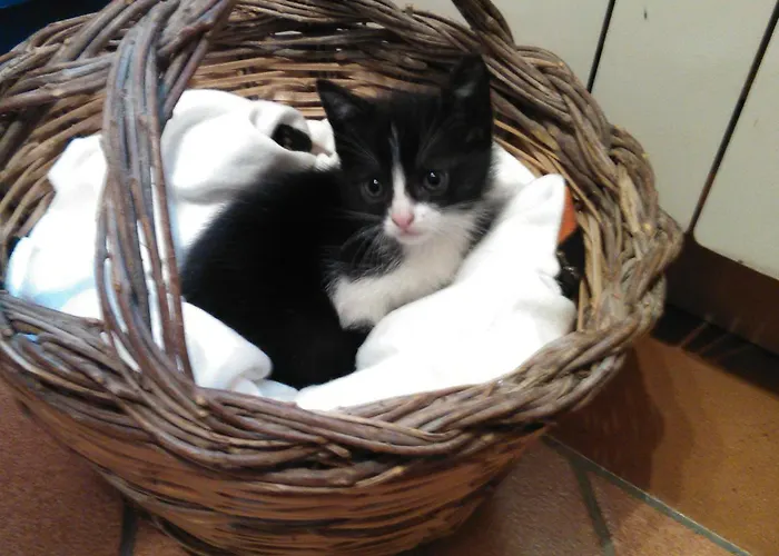 Готель типу 