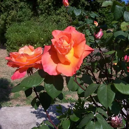 Arcobaleno Bed & Breakfast