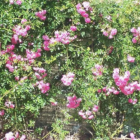 Arcobaleno Отель типа 