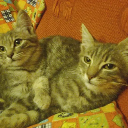 Arcobaleno Frühstückspension