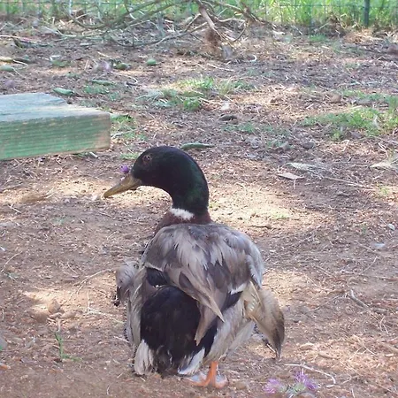 Frühstückspension Arcobaleno Cefalù