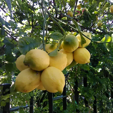 Arcobaleno Отель типа 