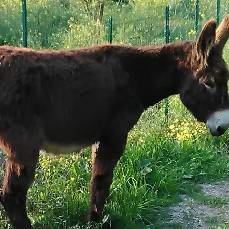Arcobaleno Frühstückspension Cefalù