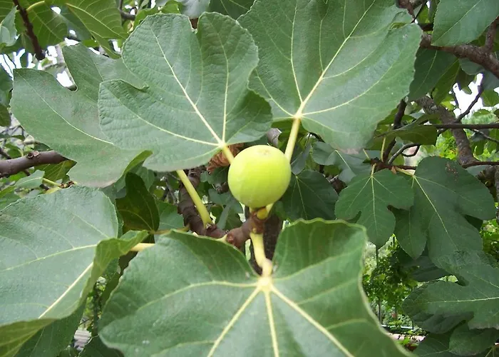 Arcobaleno Отель типа 