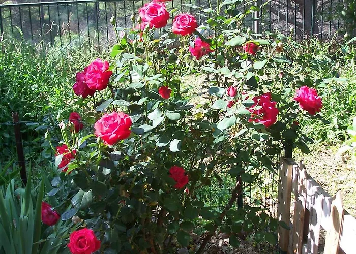 Arcobaleno Отель типа 