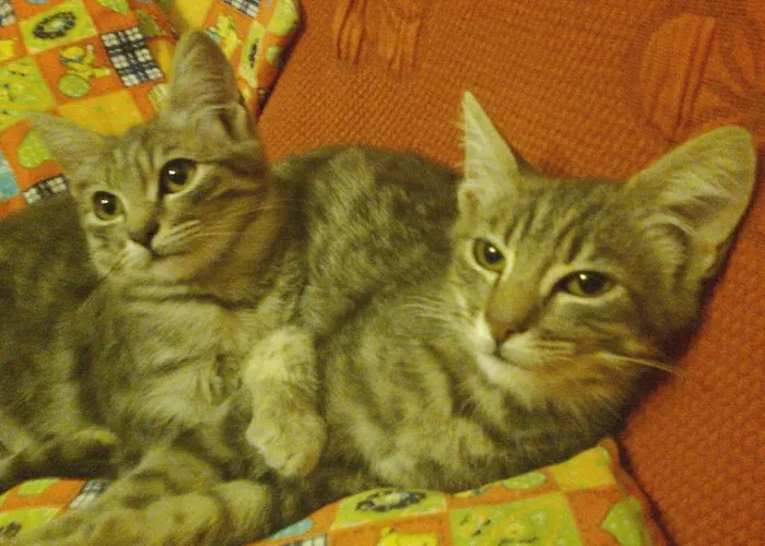 Arcobaleno Отель типа 