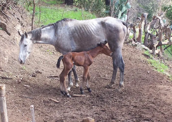 Arcobaleno Чефалу
